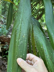 Cordyline petiolaris