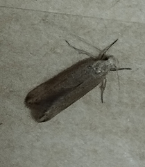 Platyedra subcinerea