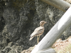 Burhinus vermiculatus