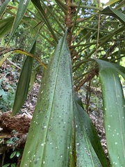 Cordyline petiolaris