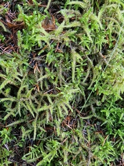 Rhytidiadelphus loreus