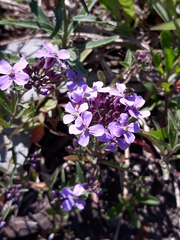 Dontostemon dentatus