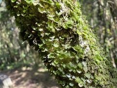 Crepidomanes minutum
