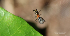 Micrathena funebris