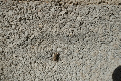 Coniocleonus excoriatus