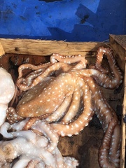Callistoctopus macropus
