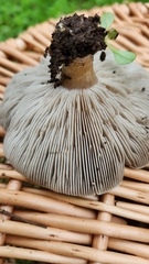 Melanoleuca melaleuca