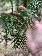 Araucaria cunninghamii