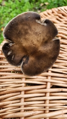 Melanoleuca melaleuca