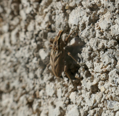 Coniocleonus excoriatus