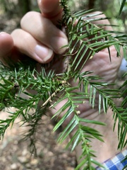 Araucaria cunninghamii