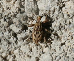 Coniocleonus excoriatus