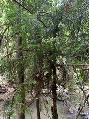 Araucaria cunninghamii