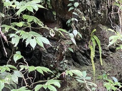 Phlegmariurus fordii