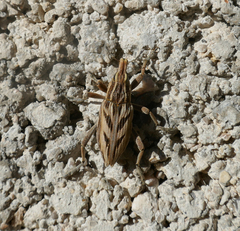 Coniocleonus excoriatus