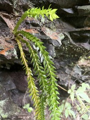 Phlegmariurus fordii