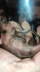 Amphiesma stolatum