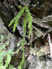 Phlegmariurus fordii