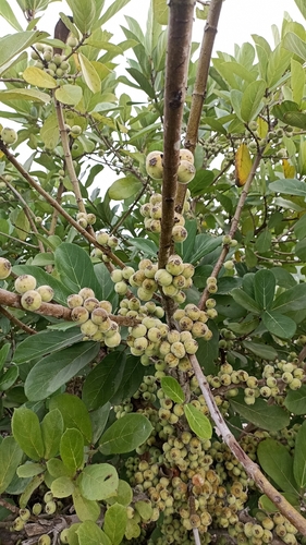 Opposite-leaved fig (Ficus hispida)