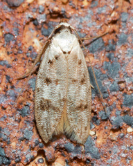 Scatochresis innumera