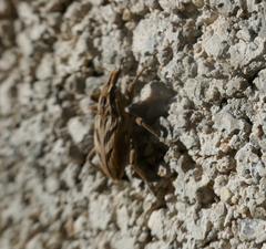 Coniocleonus excoriatus