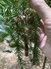 Araucaria cunninghamii