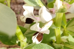 Vicia faba