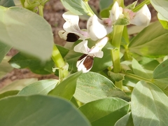 Vicia faba