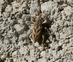 Coniocleonus excoriatus