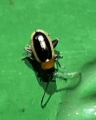 Longitarsus dorsalis