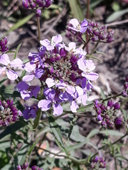 Dontostemon dentatus