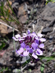 Dontostemon dentatus