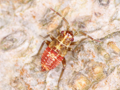 Heteroptera