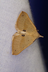 Anachloris tofocolorata