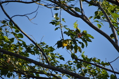 Loriculus beryllinus