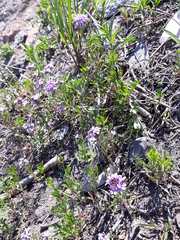 Dontostemon dentatus