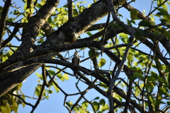 Pomatorhinus melanurus