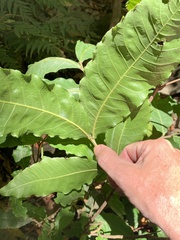 Alectryon tomentosus