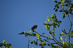 Loriculus beryllinus