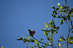 Loriculus beryllinus