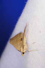 Anachloris tofocolorata