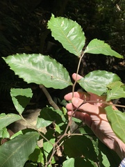 Alectryon tomentosus