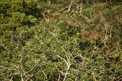 Psittacula calthrapae