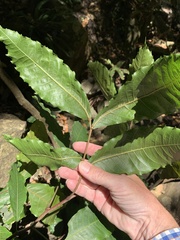 Alectryon tomentosus