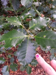 Ilex aquifolium