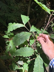 Alectryon tomentosus