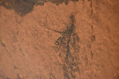 Phimenes flavopictus