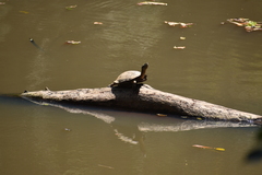 Melanochelys trijuga