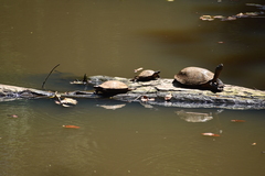 Melanochelys trijuga