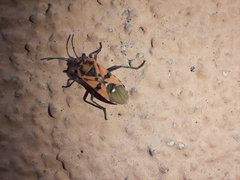 Spilostethus pandurus